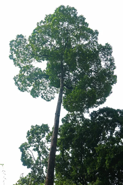 Árvore Sombra Verde Numa Floresta Tropical — Fotografia de Stock