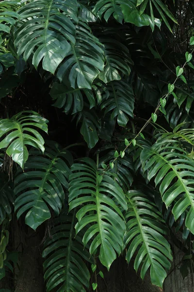 Folhas Verdes Árvores Tropicais Floresta Tropical Perto — Fotografia de Stock