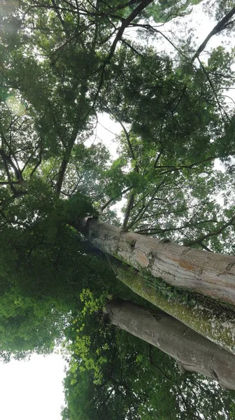 Tropikal bir yağmur ormanında, yeşil gölge ağacı.