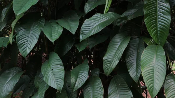 Hojas Verdes Árboles Selva Tropical Cerca —  Fotos de Stock