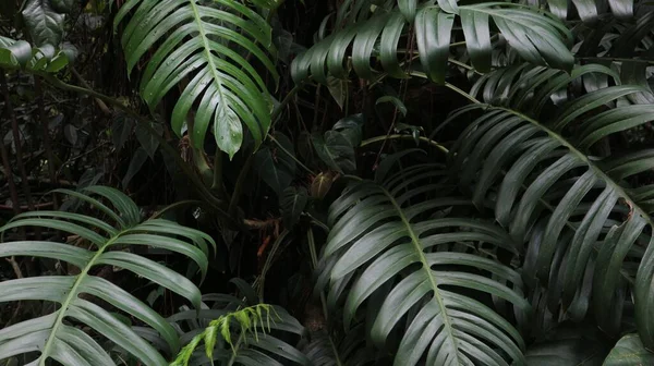 Green Leaves, tropical rain forest trees up close