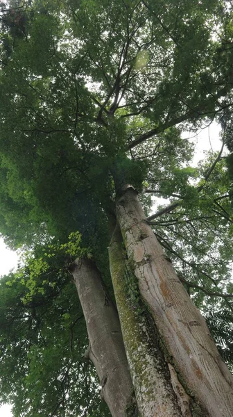 Árvore Sombra Verde Numa Floresta Tropical — Fotografia de Stock