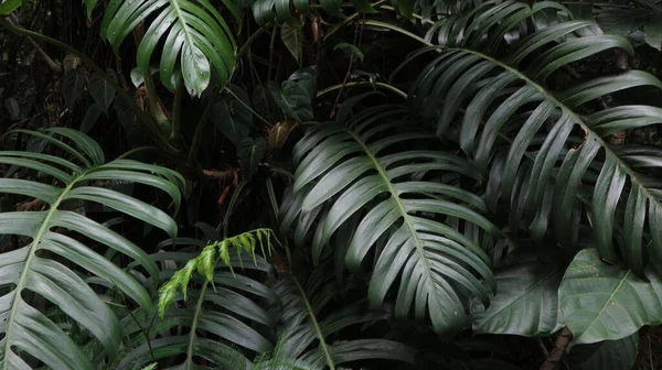 Hojas Verdes Árboles Selva Tropical Cerca —  Fotos de Stock