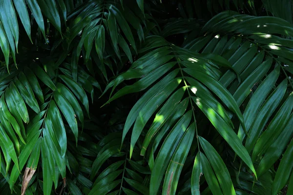 Folhas Verdes Árvores Tropicais Floresta Tropical Perto — Fotografia de Stock