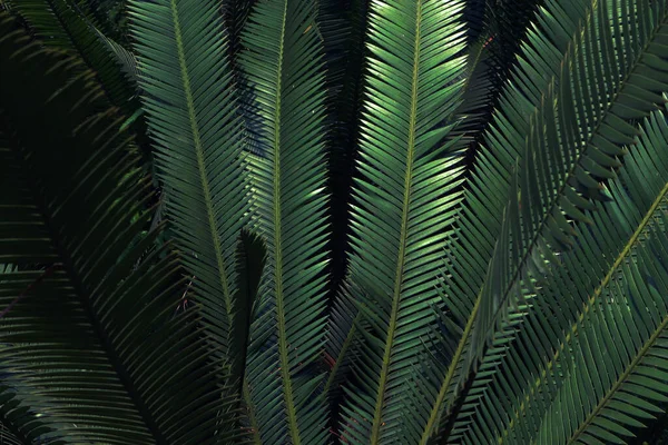 Feuilles Vertes Arbres Tropicaux Forêt Tropicale — Photo