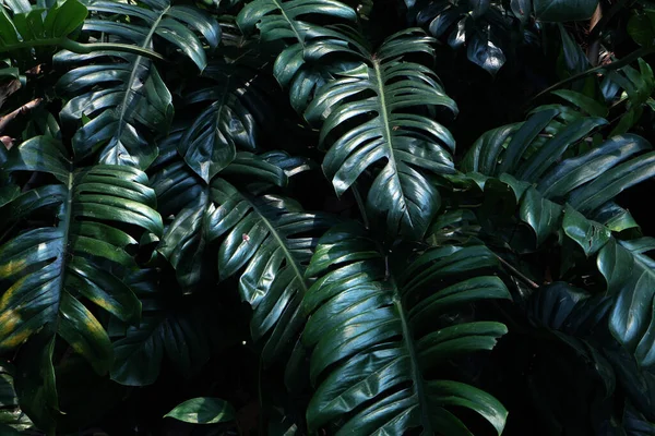 Hojas Verdes Árboles Selva Tropical Cerca —  Fotos de Stock