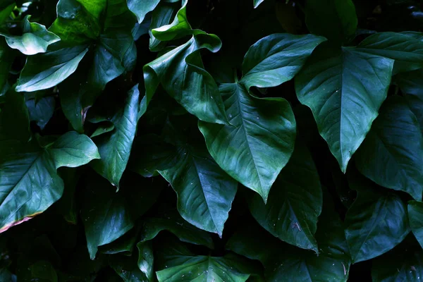 Zielone Liście Tropikalne Lasy Deszczowe Bliska — Zdjęcie stockowe