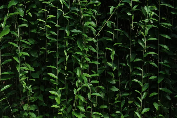 Зеленые Листья Тропические Леса Рядом Лицензионные Стоковые Изображения