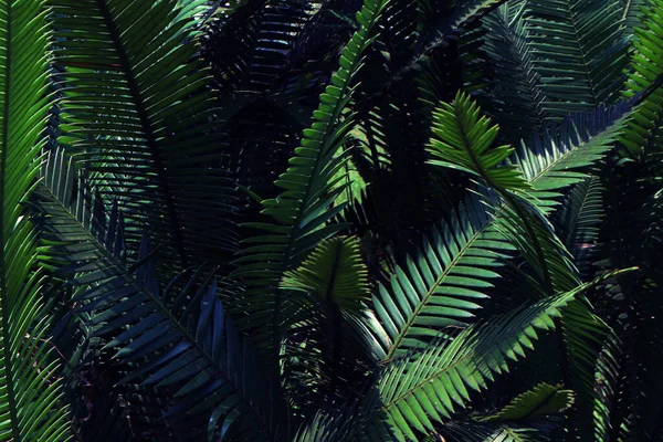 Зеленые Листья Тропические Леса Рядом Стоковое Фото