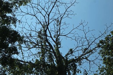Ağaçlar ve dallar kurumuş arkaplan Parlak Mavi Gökyüzü