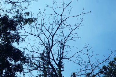 Ağaçlar ve dallar kurumuş arkaplan Parlak Mavi Gökyüzü