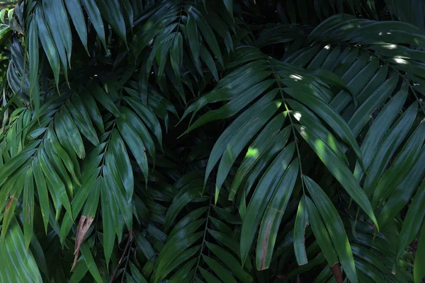 Folhas Verdes Árvores Tropicais Floresta Tropical Perto — Fotografia de Stock