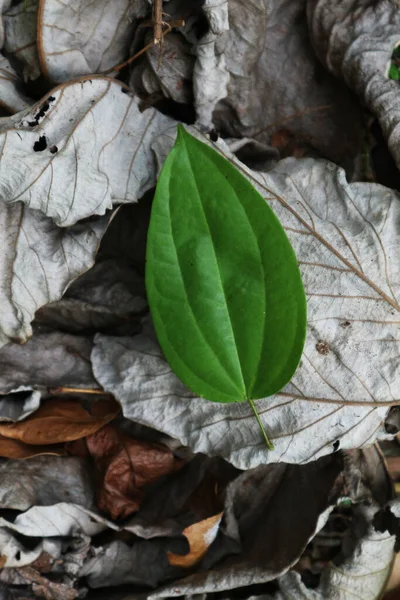 Сухие Листья Падают Землю Близко — стоковое фото