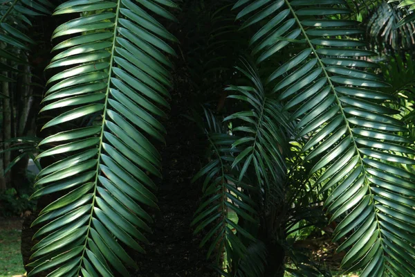 Folhas Verdes Árvores Tropicais Floresta Tropical Perto — Fotografia de Stock