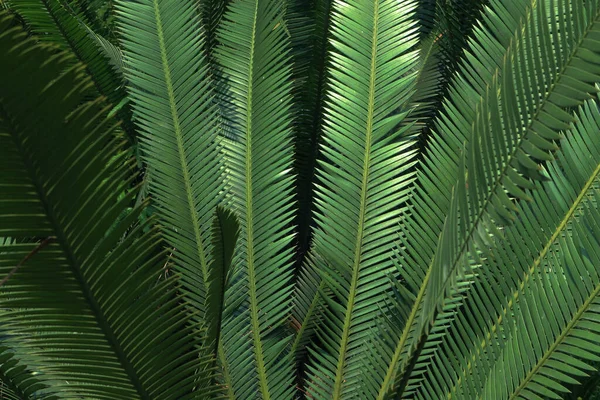 Hojas Verdes Árboles Selva Tropical Cerca —  Fotos de Stock
