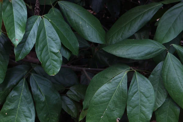 Зеленые Листья Тропические Леса Рядом — стоковое фото