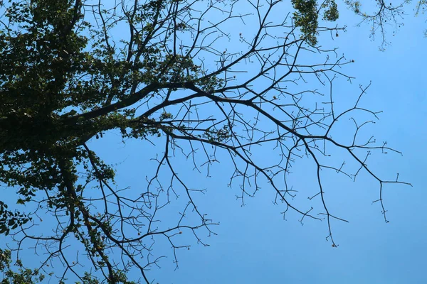 Árvores Galhos Fundo Seco Céu Azul Brilhante — Fotografia de Stock