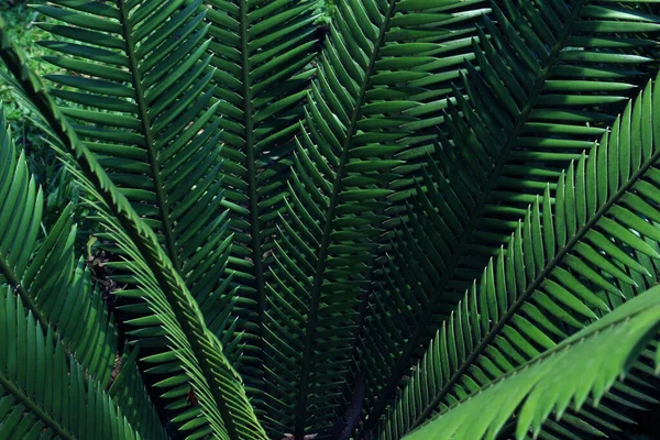 Зеленые Листья Тропические Леса Рядом Стоковое Изображение