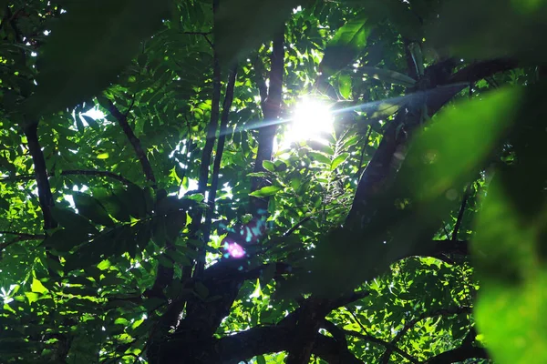 Зеленое Дерево Тени Тропическом Дождевом Лесу Стоковая Картинка