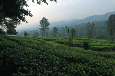 Puncak Çay Çiftliği, Bogor, Batı Java
