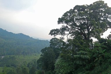 Puncak Çay Çiftliği, Bogor, Batı Java
