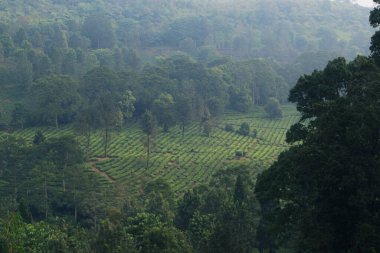 Puncak Çay Çiftliği, Bogor, Batı Java