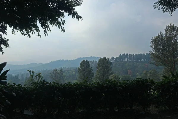 Puncak Çay Çiftliği, Bogor, Batı Java