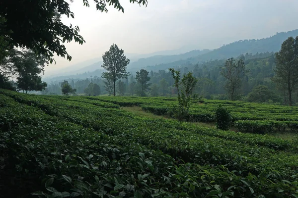 Puncak Plantação Chá Bogor Oeste Java — Fotografia de Stock