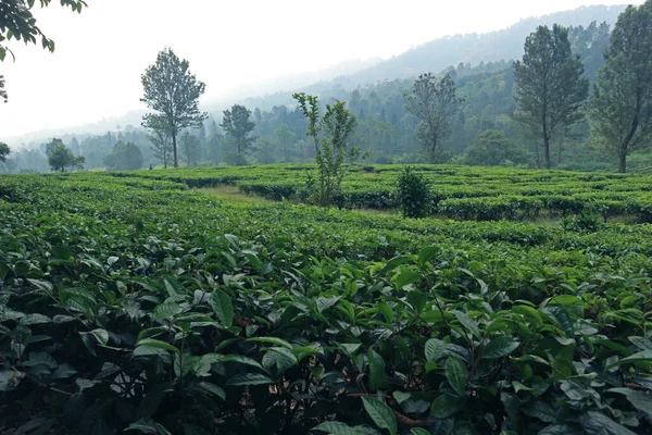 Puncak Çay Çiftliği, Bogor, Batı Java