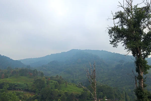 Puncak Çay Çiftliği, Bogor, Batı Java