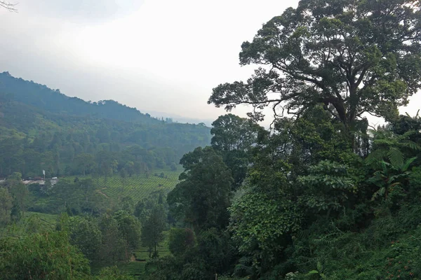 Plantacja Herbaty Puncak Bogor Zachodnia Dżawa — Zdjęcie stockowe