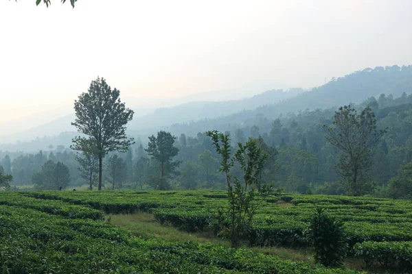 Puncak Tea Plantation Bogor West Java — 图库照片