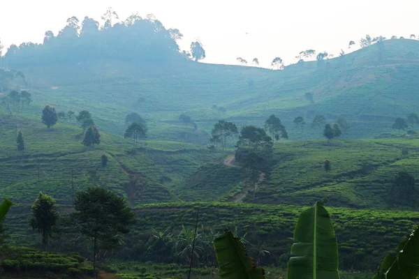 Puncak Çay Çiftliği, Bogor, Batı Java