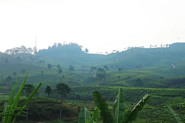 Puncak Çay Çiftliği, Bogor, Batı Java
