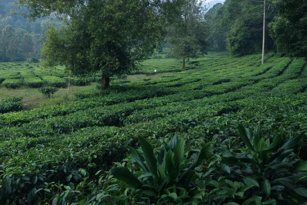 Puncak Tea Ültetvény Bogor Nyugat Java — Stock Fotó