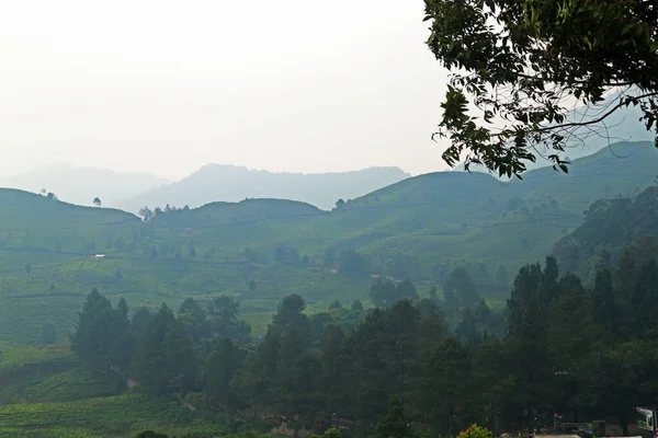Puncak Çay Çiftliği, Bogor, Batı Java