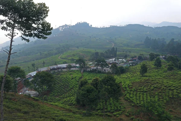 Puncak Çay Çiftliği, Bogor, Batı Java