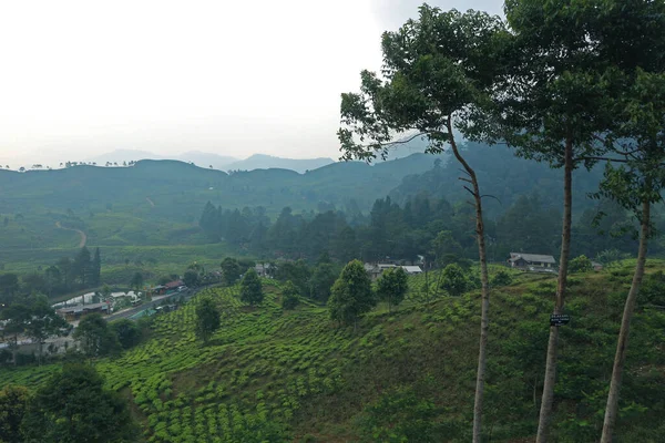 Puncak Tea Plantation Bogor West Java — Stock Photo, Image