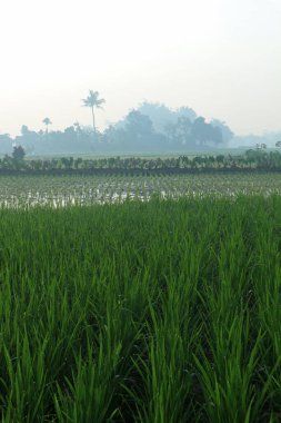 Güneş doğarken yeşil pirinç tarlası
