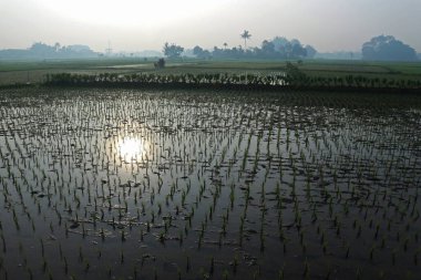 Güneş doğarken yeşil pirinç tarlası