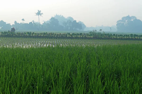 Зеленое Рисовое Поле Рассвете — стоковое фото