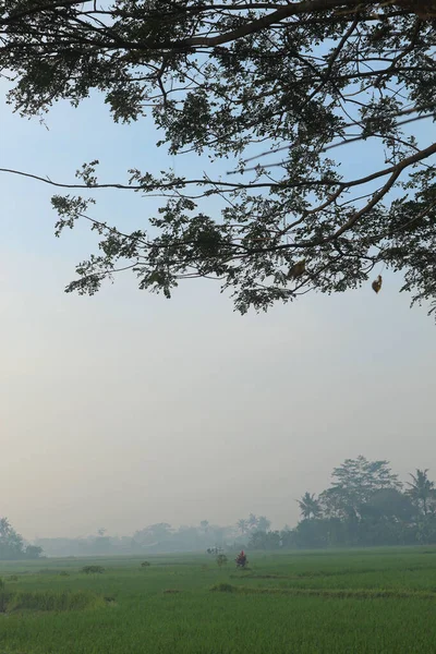 Jeune Rizière Verte Lever Soleil — Photo