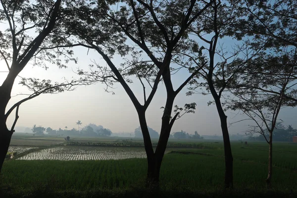 Green Young Rice Field Sunrise — Stock Photo, Image