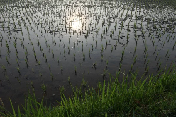 Campo Arroz Joven Verde Amanecer — Foto de Stock