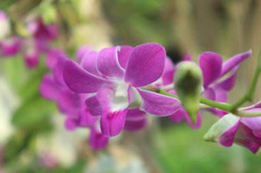 Bahçede pembe orkideler yakın çekim