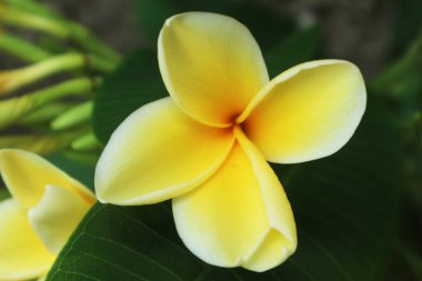 Bahçedeki sarı frangipani çiçekleri yakın.