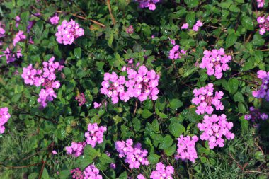 Bahçede güzel, pembe, yakın plan.