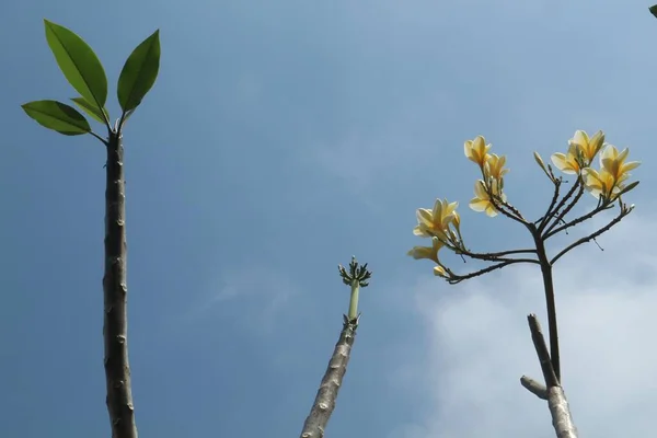 Bahçedeki sarı frangipani çiçekleri yakın.