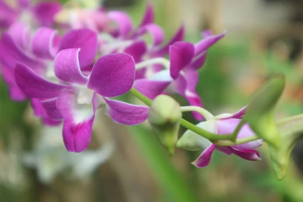 Rosa Orkidéer Trädgården Nära Håll — Stockfoto