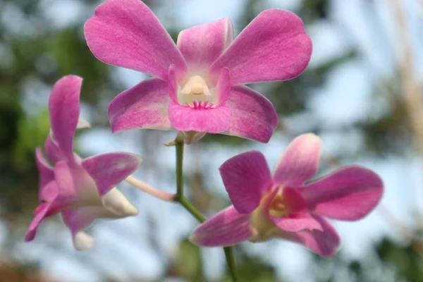 Rosa Orkidéer Trädgården Nära Håll — Stockfoto